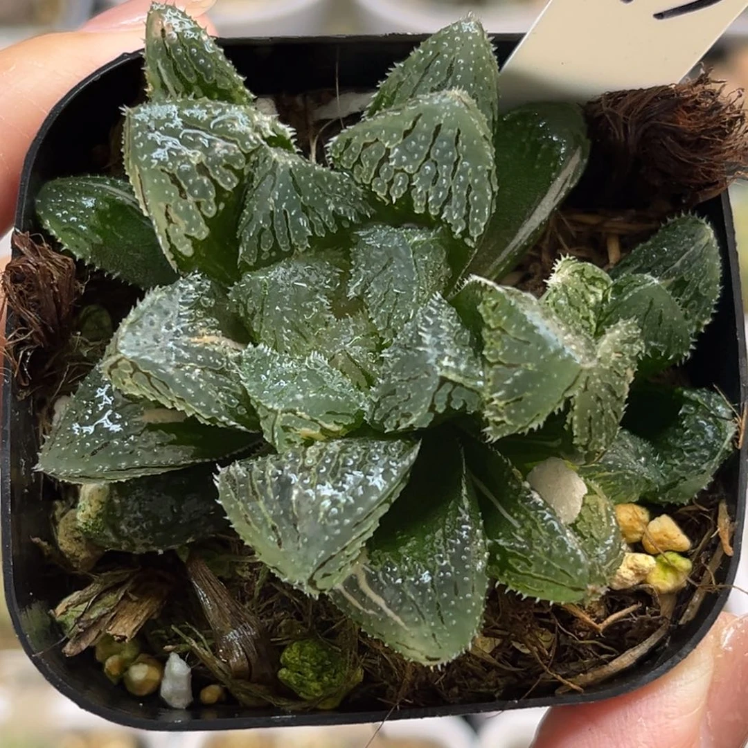 13魔刺锦带仔福利专场