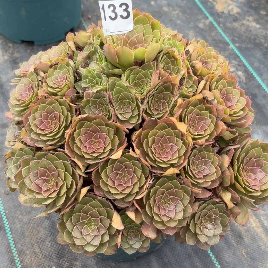 133大红魔多肉植物发货