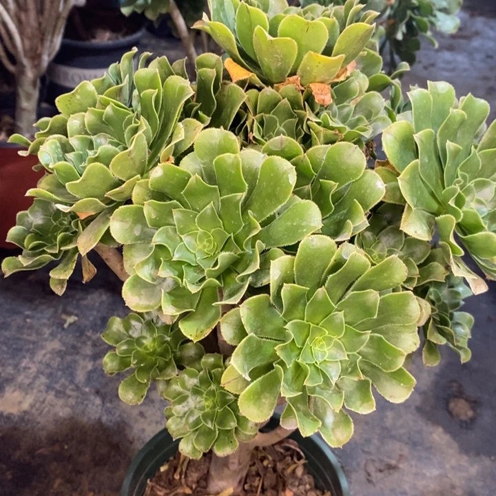 原始绿多肉植物38。