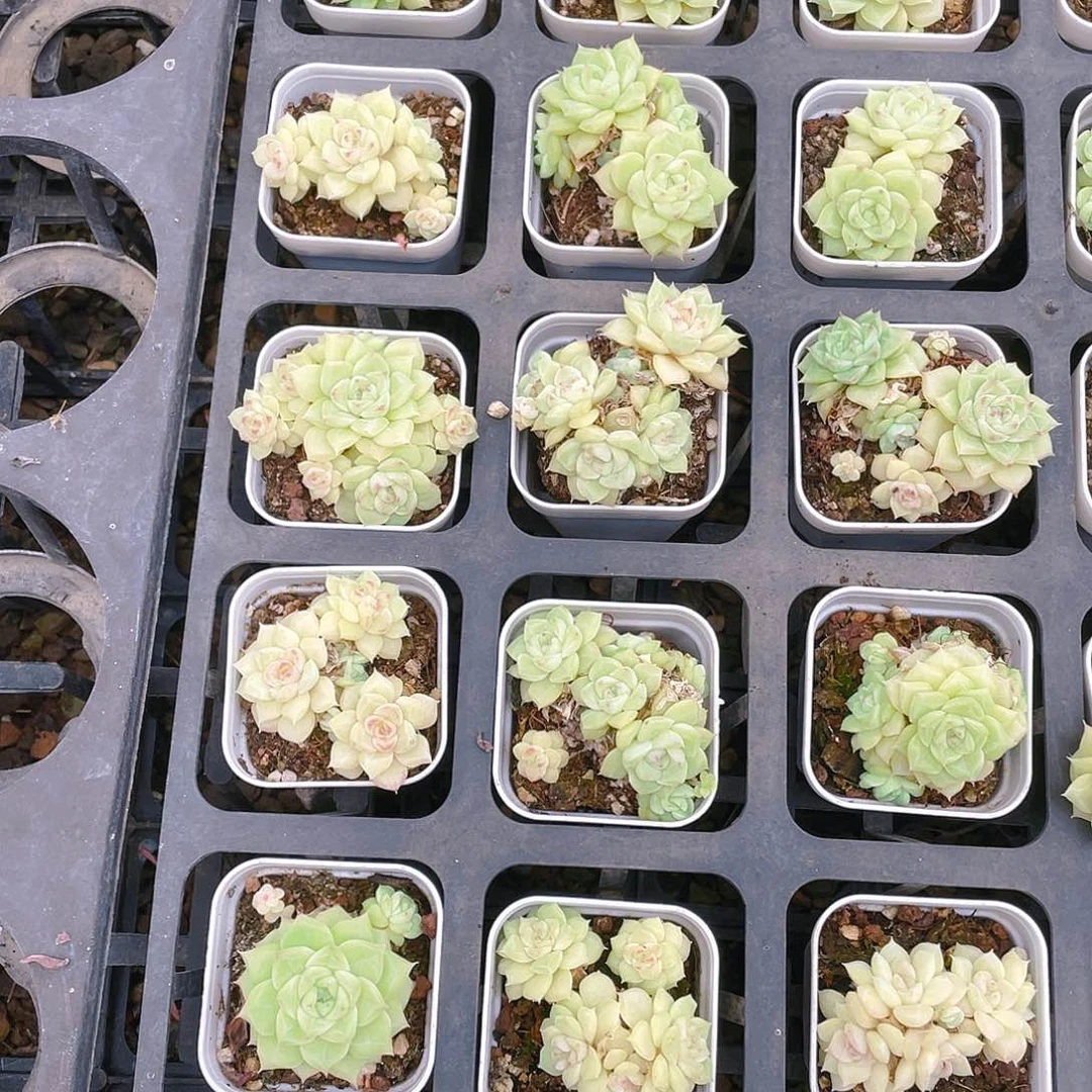 白天鹅群盆一个满25包邮