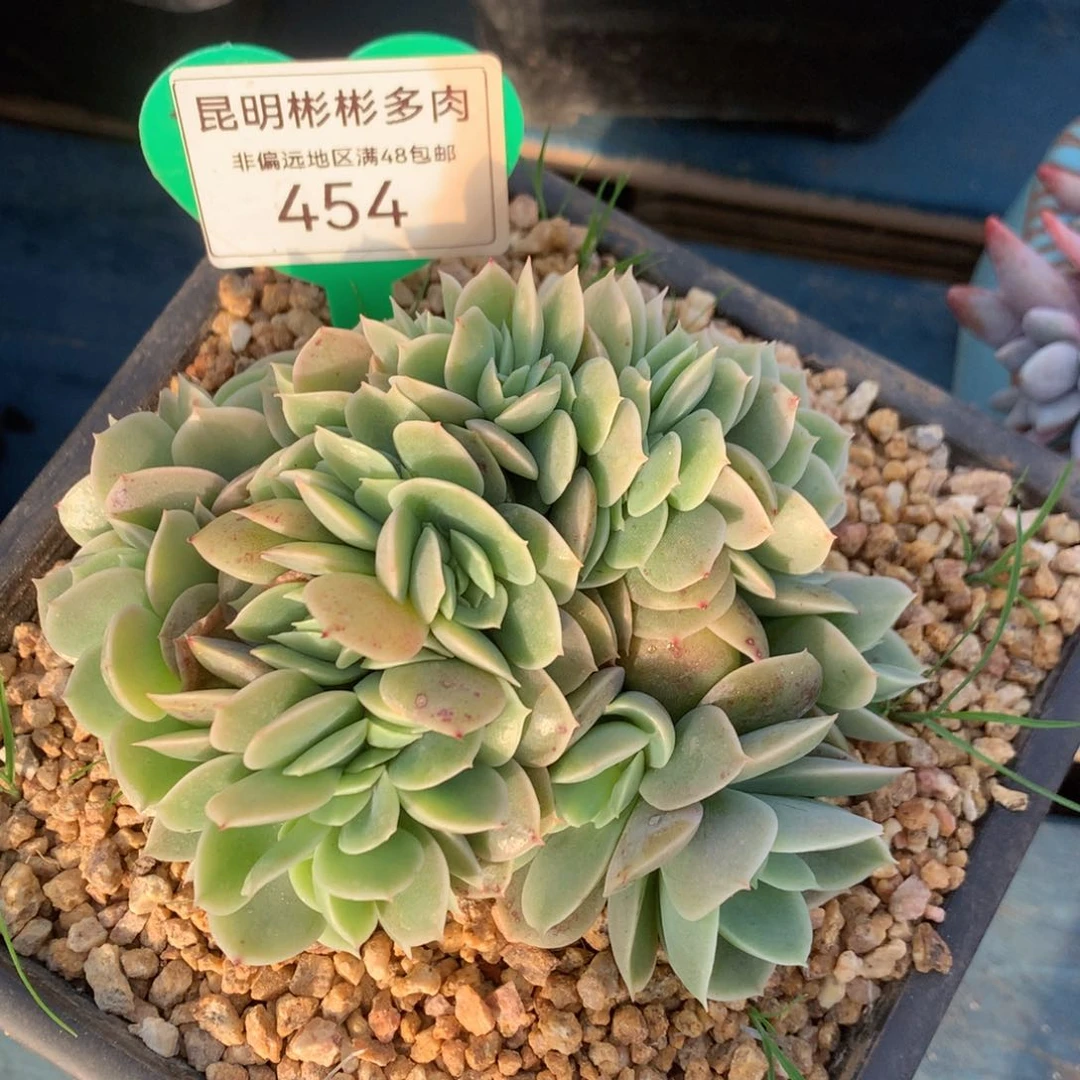 强****?辛娜塔缀化寄养454