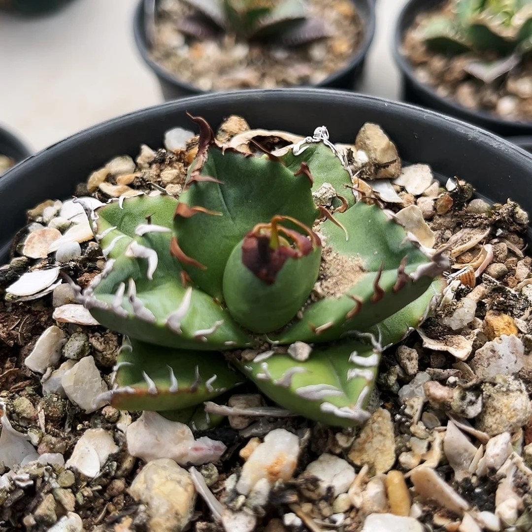 潮流植物狂刺魔丸，