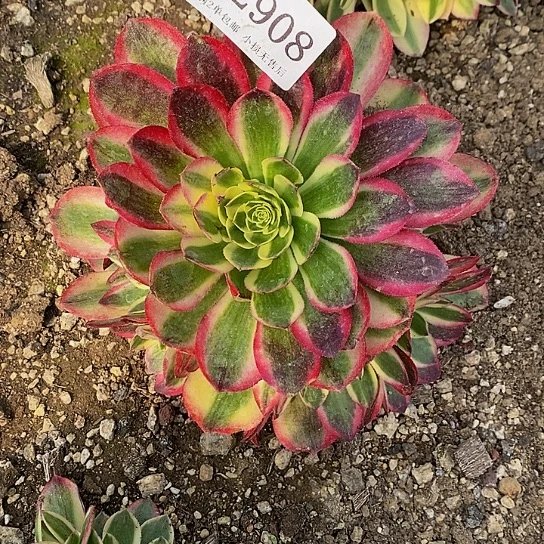 2908玉姿多肉法师锦