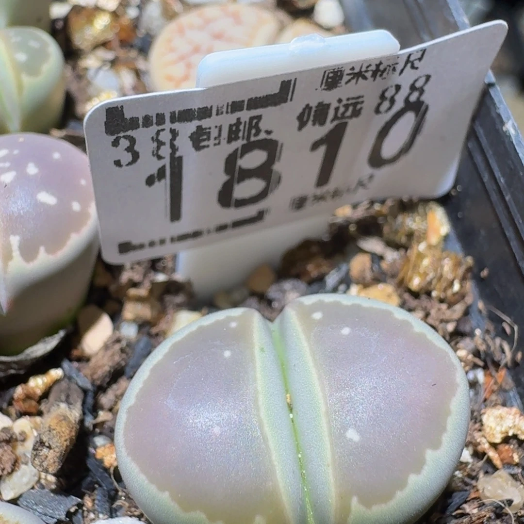 Ssss精品生石花1810