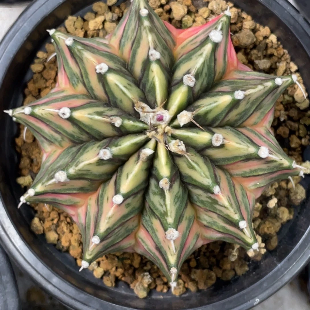 当前无花朵，栽培后可花朵斑马虎斑肋骨锦