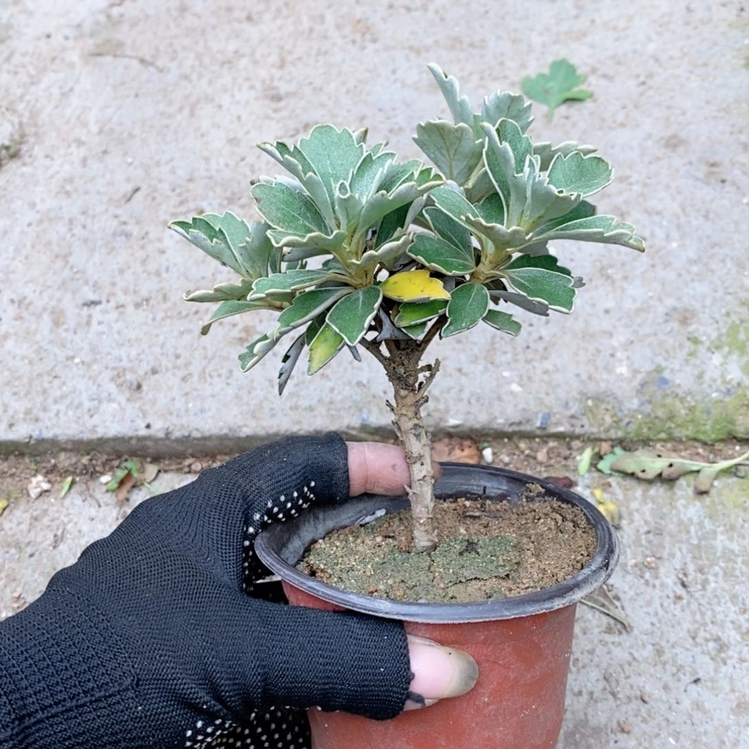 无花朵盆景盆景一物一拍