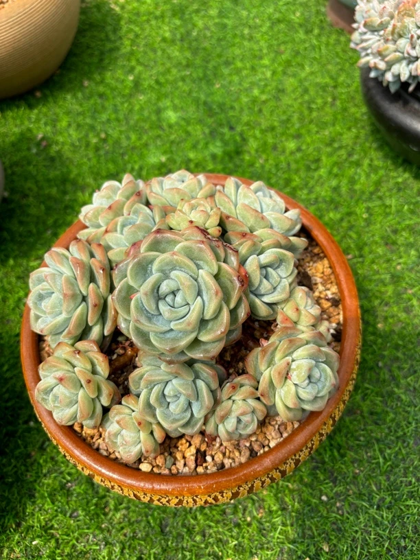 多肉植物一物一拍，冰玉老桩，16cm