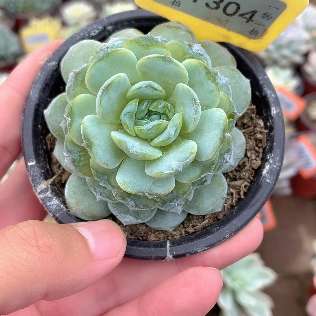 冰颜溏心1304号多肉