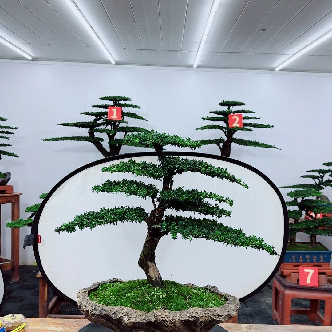 无花朵华****器000000000000