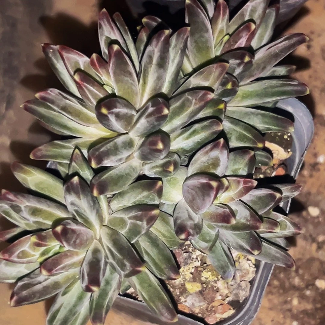 墨***渔桔云多肉美人精品系列