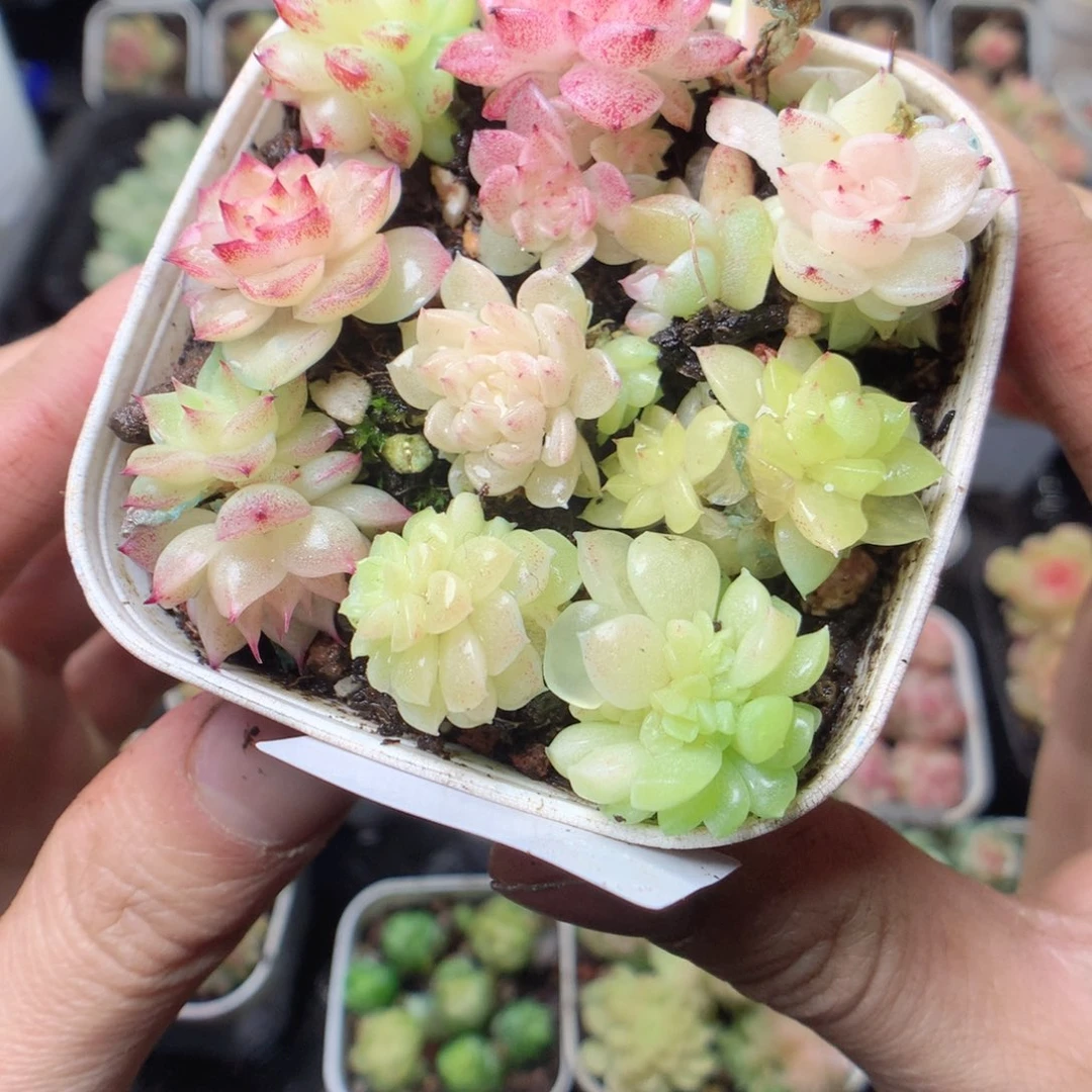 无花朵Q13 yyyyyyyy