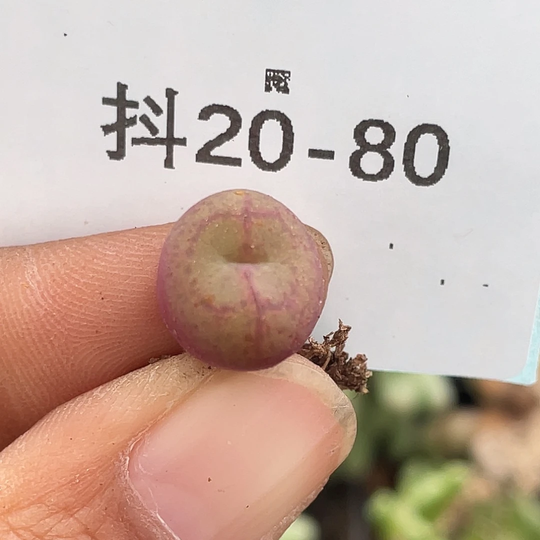 20-80紫猴多肉植物