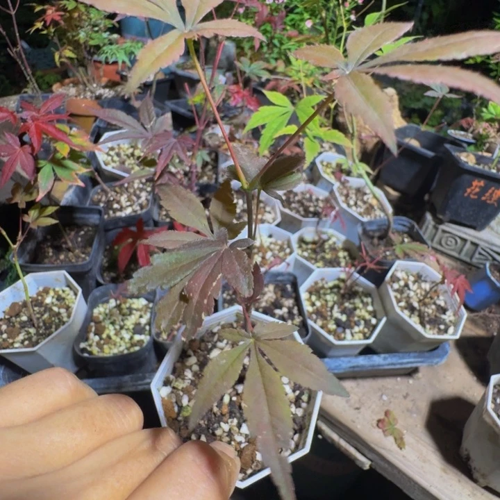 无花朵日本原生枫树籽播苗