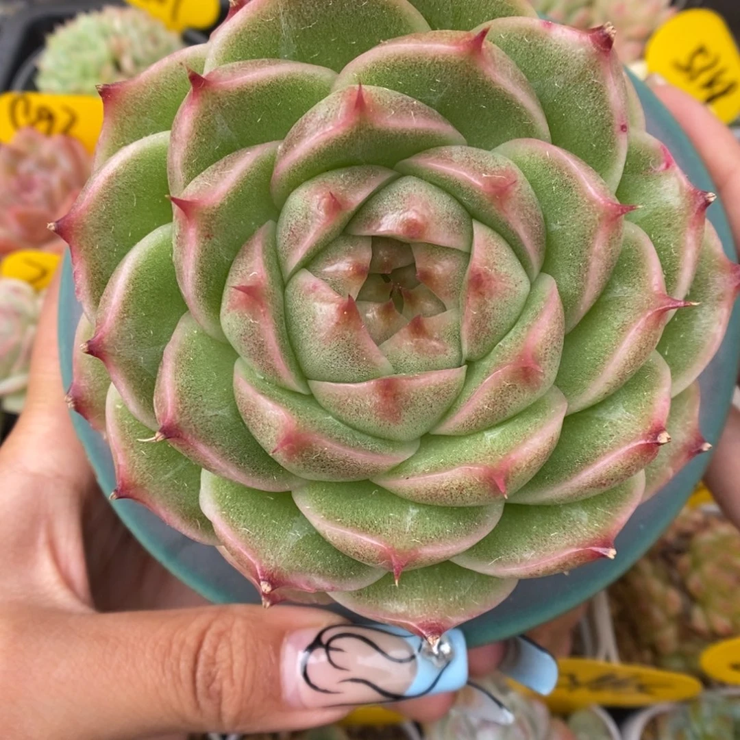 翡冷翠麦秆663号。