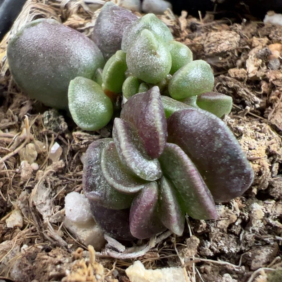 变异黑武士多肉植物水泡多肉植物