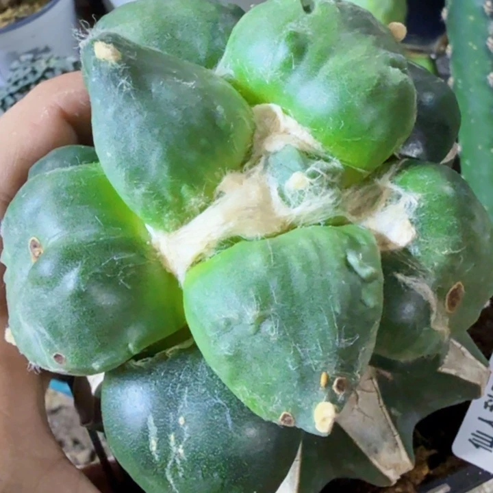 萌***噠福利苗接青瓷怒694