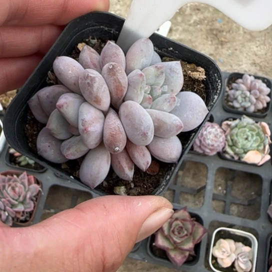 121半夏多肉植物多