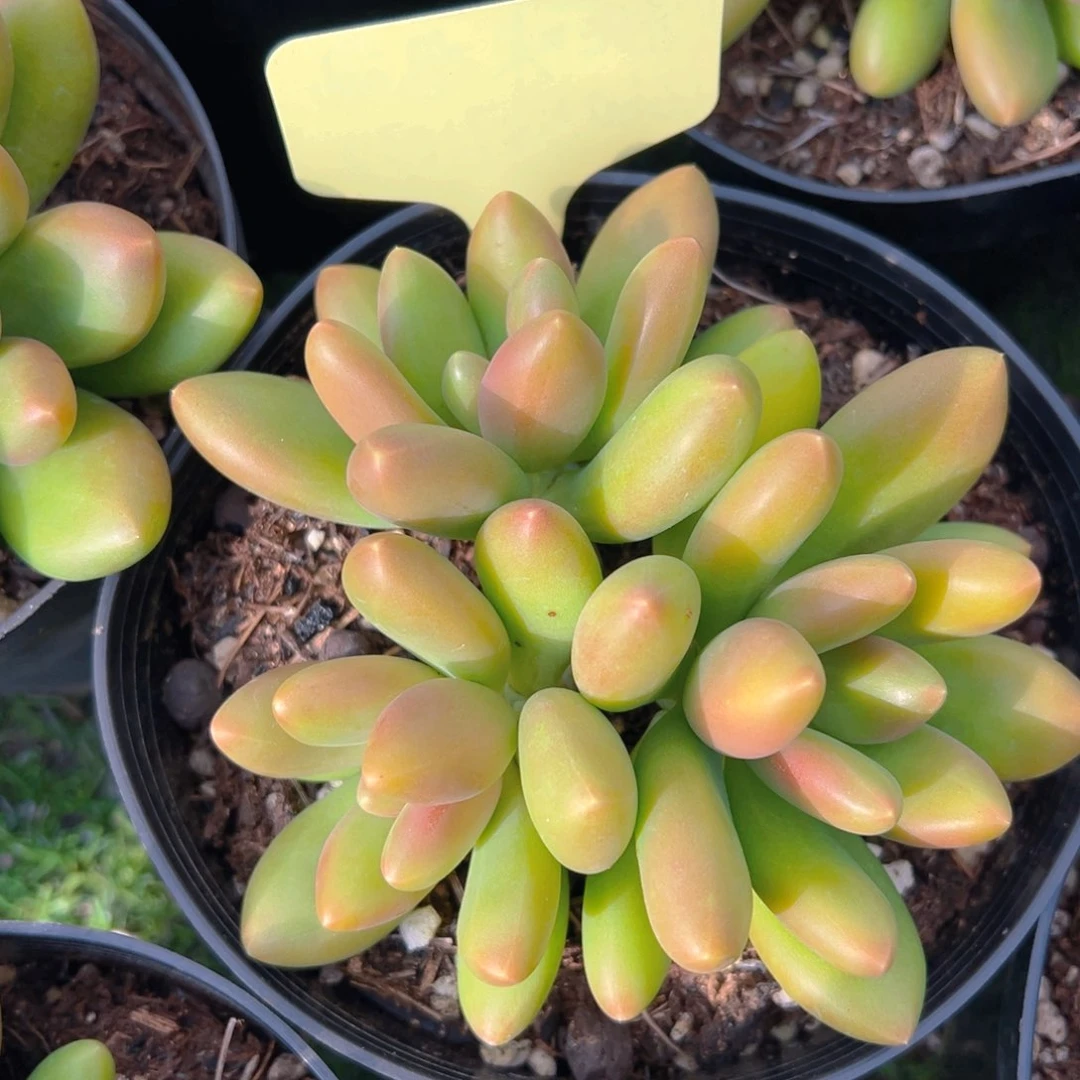 福利来啦打榜啦打榜啦