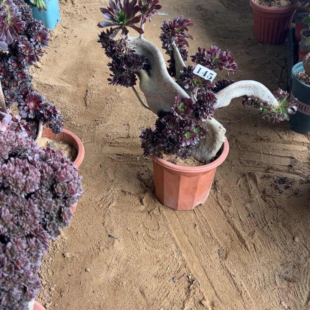 有伤妖翅膀145官府40