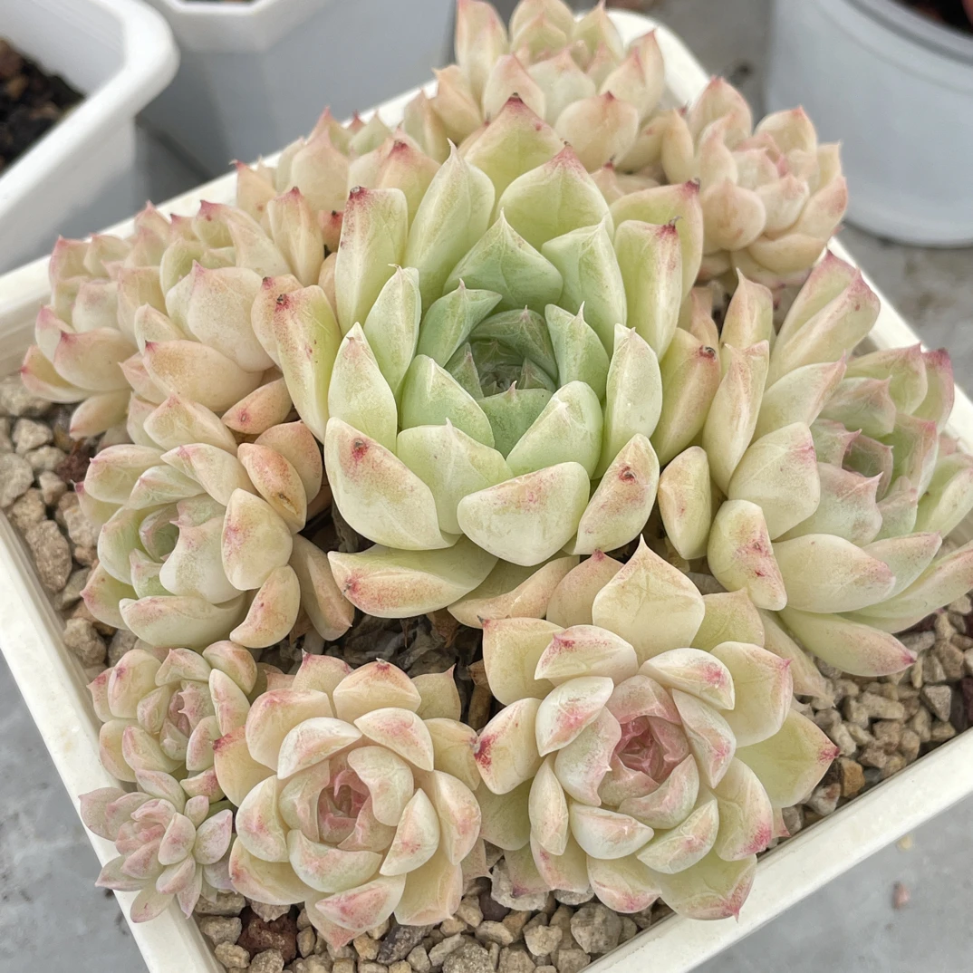 仙女麦手捧群生桌面植物多肉多肉盆栽多肉植物多肉花卉