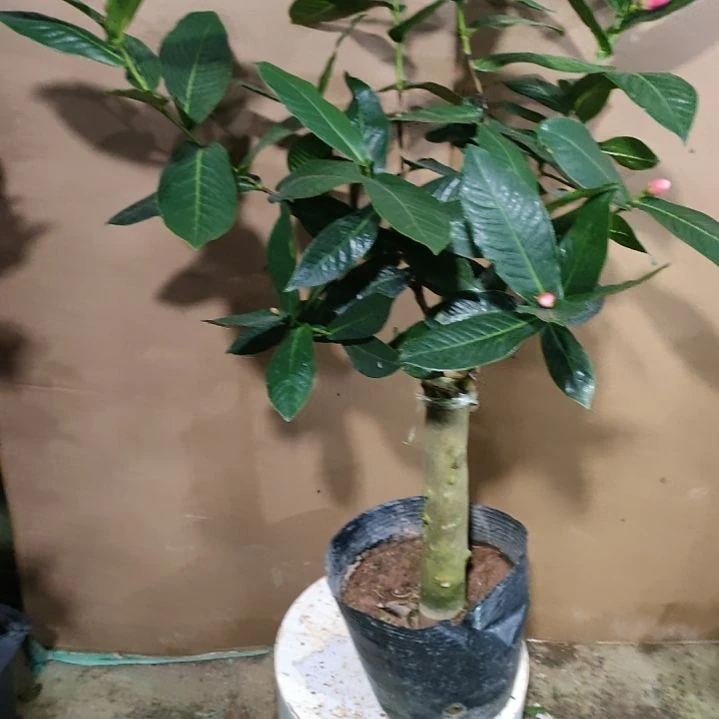 744四季海棠，原盆原土发货，不包邮