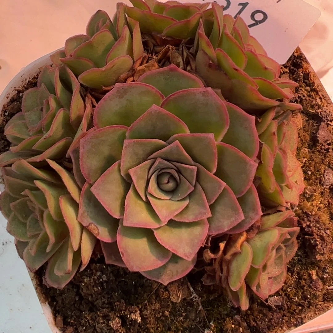 娜***子杨519 不知名捡漏