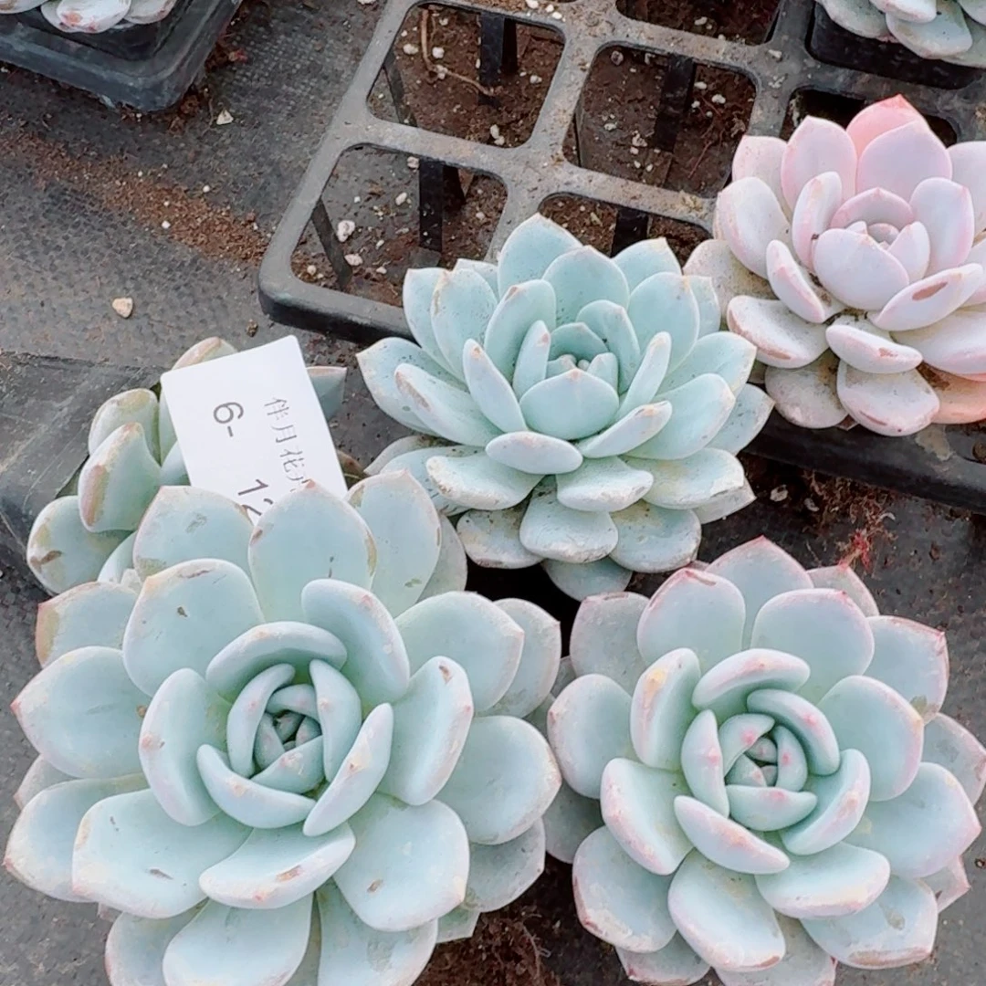 右二奶盖绿菜十棵量拍6-12