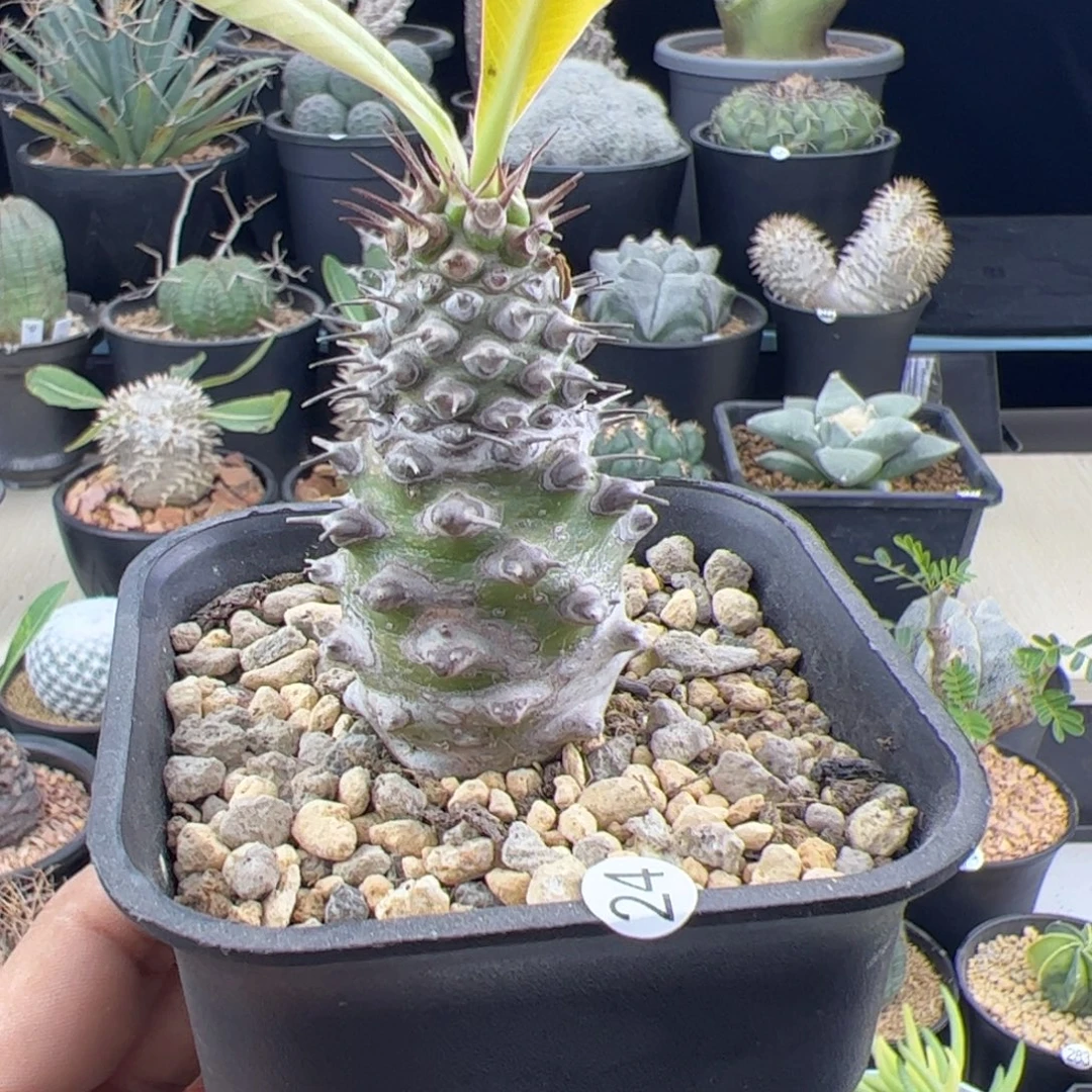 瓶干麒麟大戟一物一拍