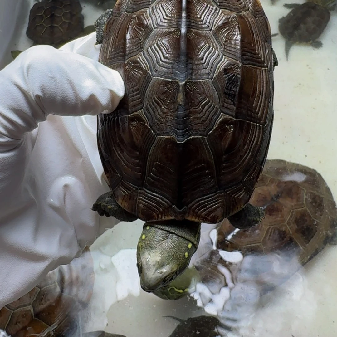 热***）母中华草龟999999999