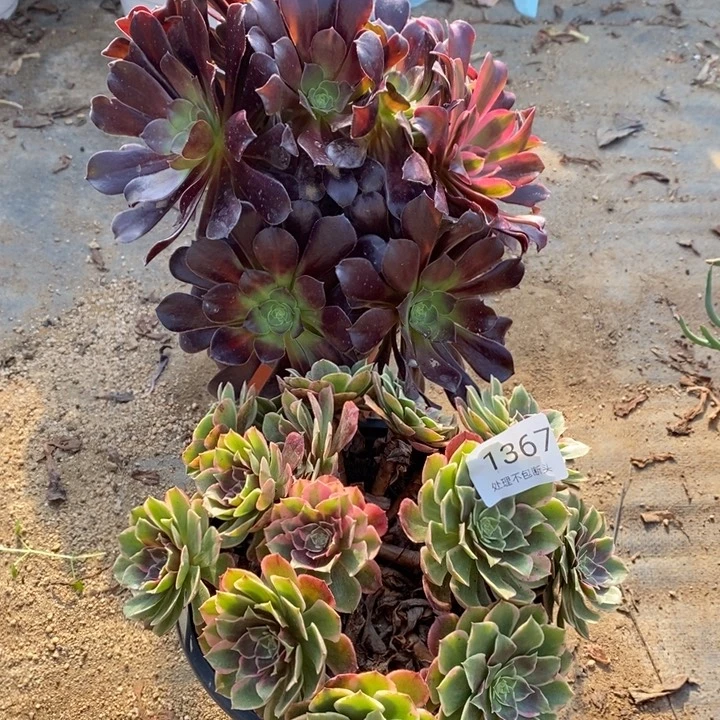 两盆多肉断头不包1367