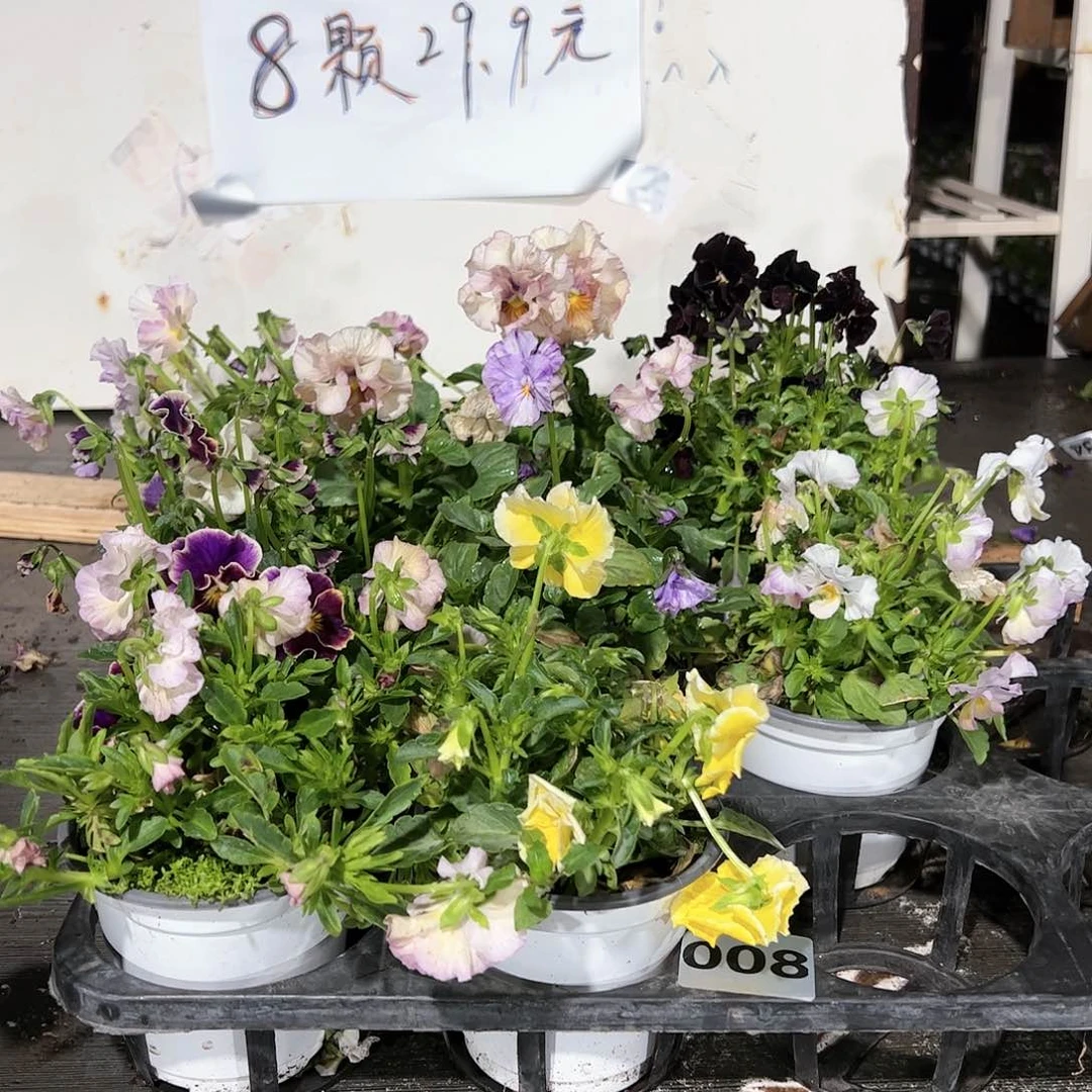 【闪购商品】008号