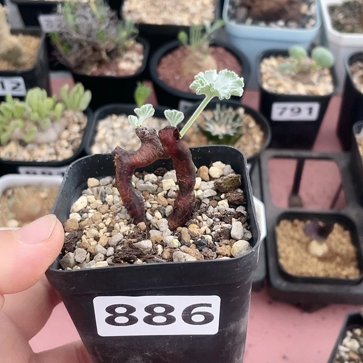 886枝干杨葵块根，