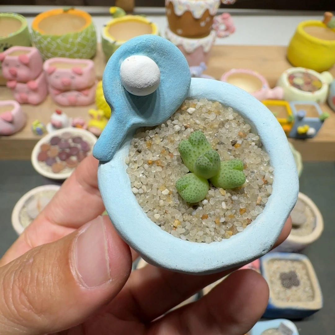 蘑菇217一颗955d斑马斑马