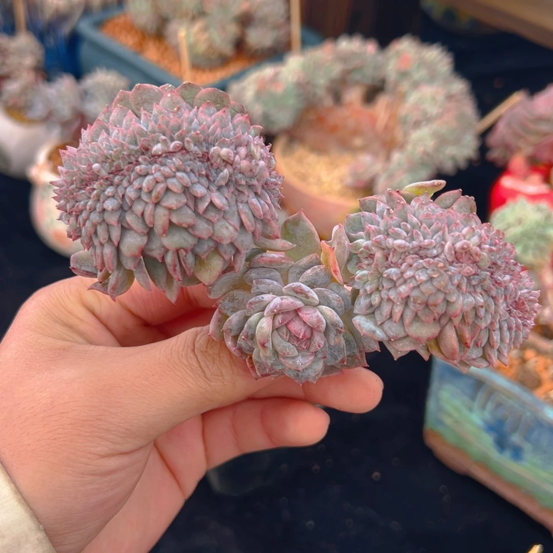 新年快乐 树莓 新年快乐