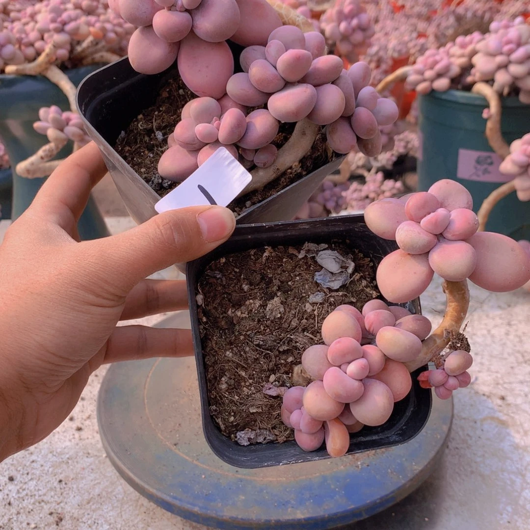 1一物一拍桃蛋两颗开播福利