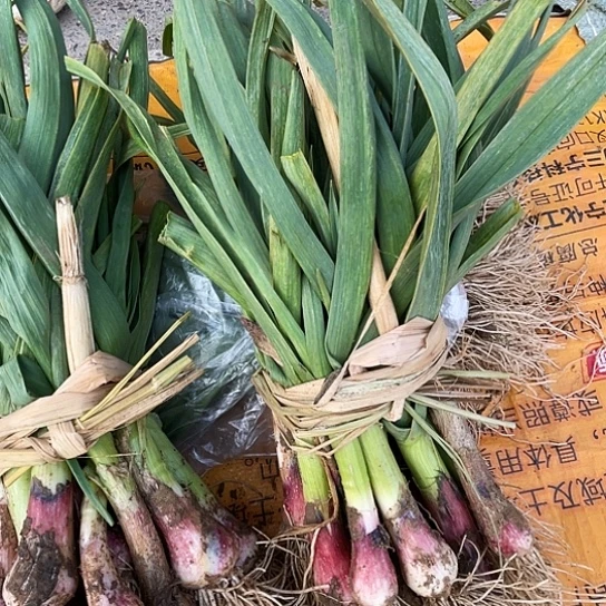 中国大陆蒜苗三斤农家红根