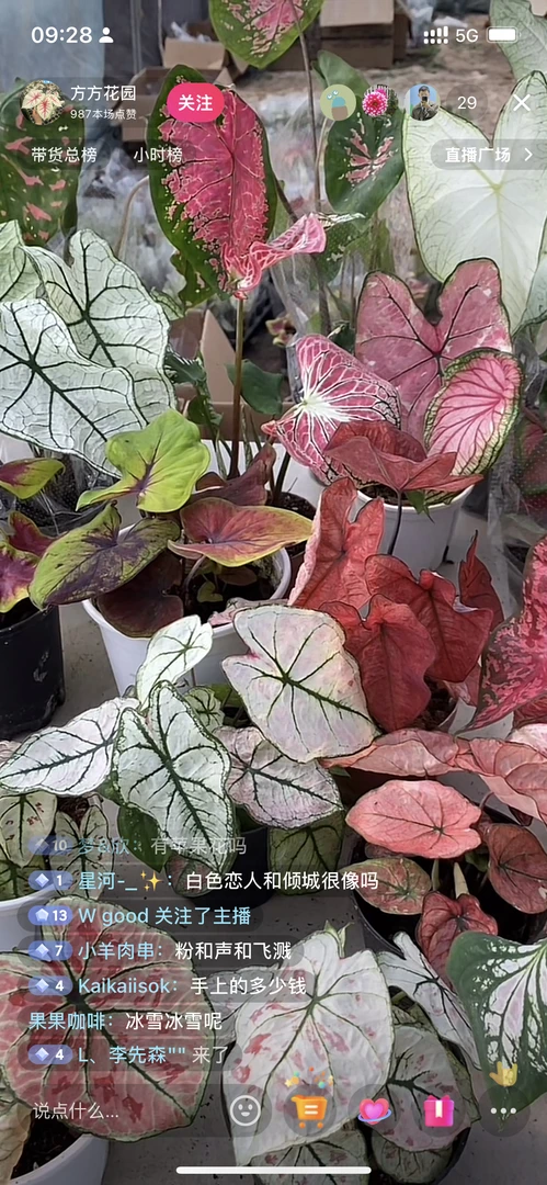 进口彩叶芋 彩叶植物