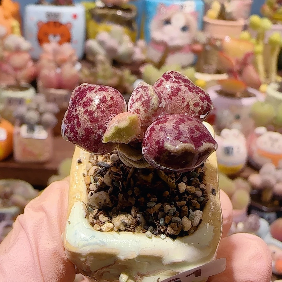 T猫耳海豹盆口2.5cm