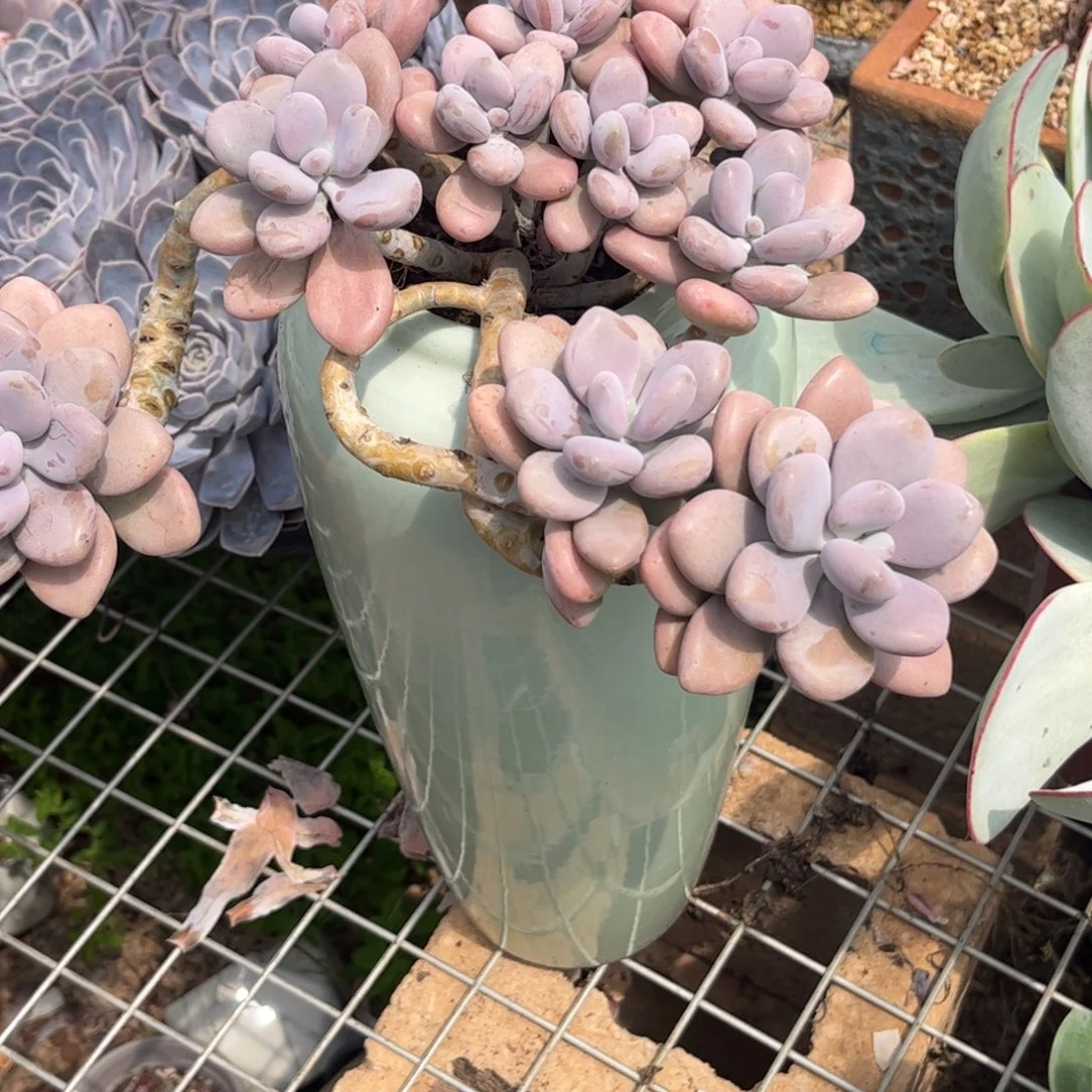 新疆西藏内蒙不包邮，桃蛋