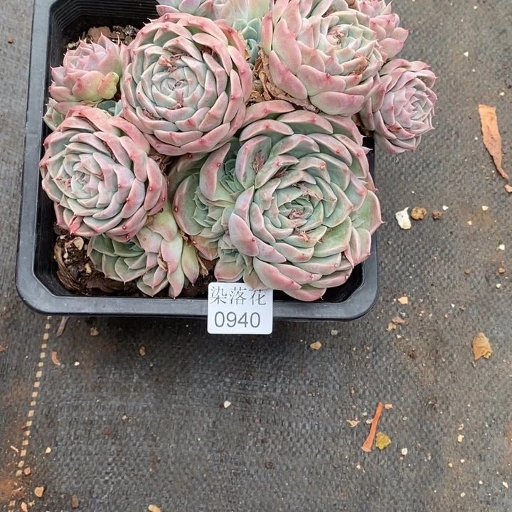 浪***精品多肉植物0940