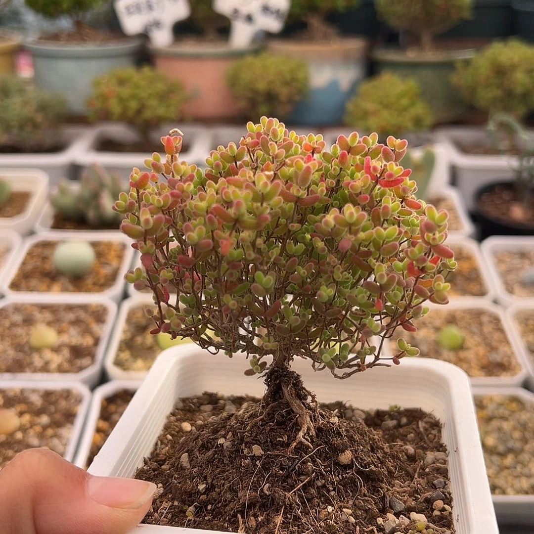 749号彩色密橘糖球12.22多肉