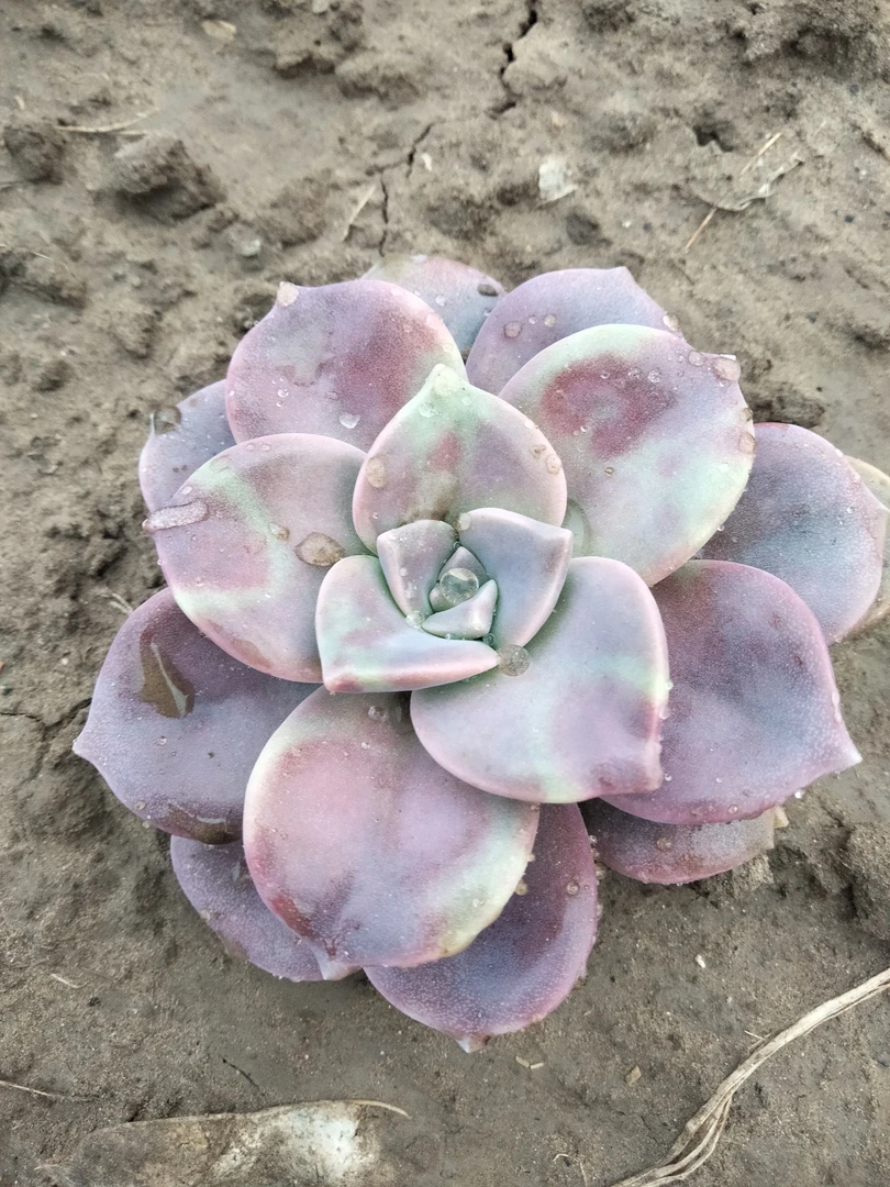 紫乐多肉大单头5颗