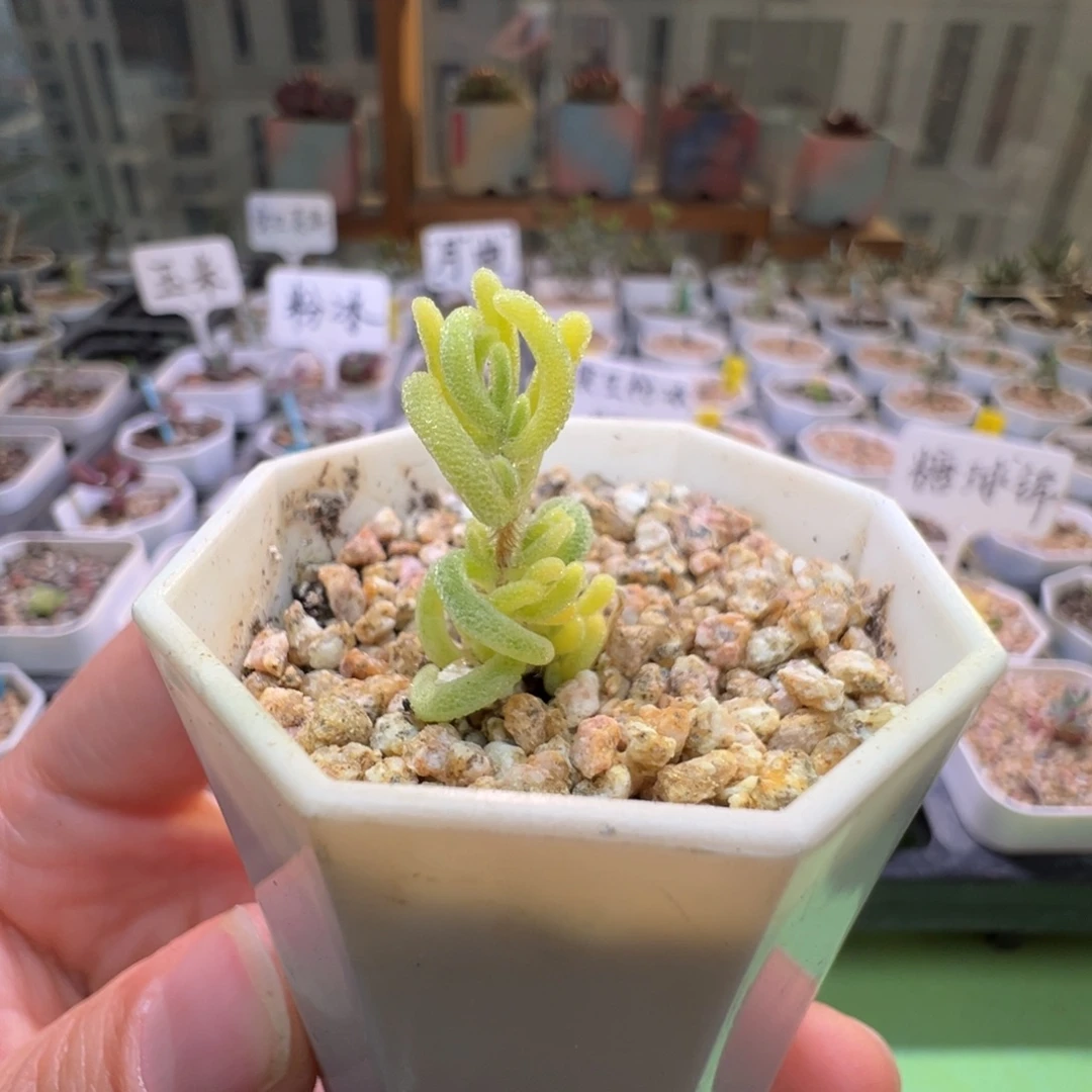 尺寸小，2941红叶锦，拍下不退不换