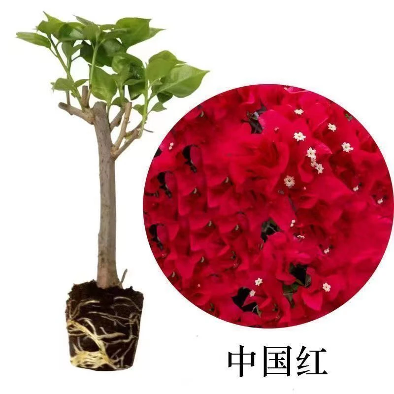 中国红三角梅盆栽大苗带花发货潮州红四季开花花卉爬藤