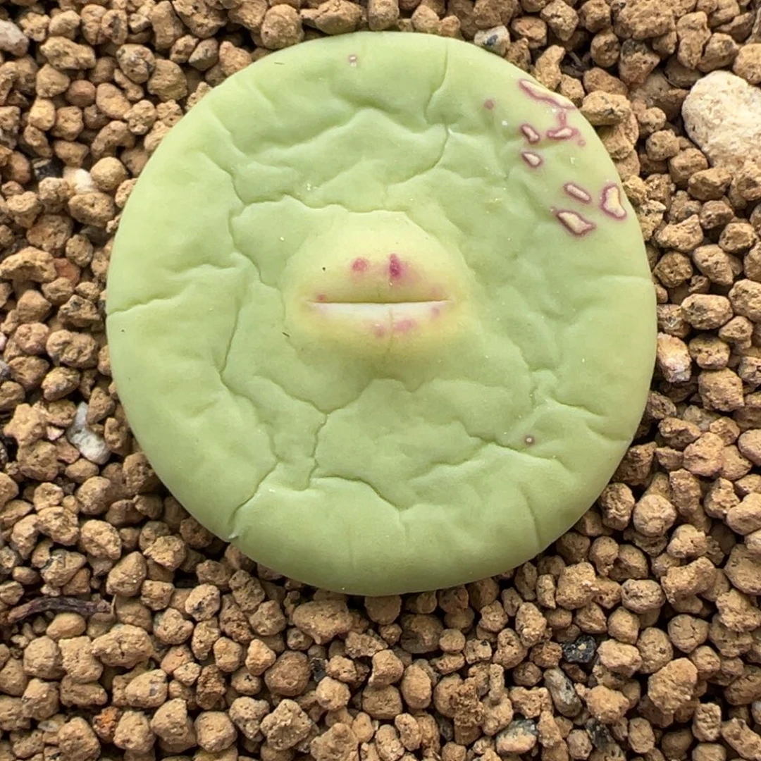 337号大型嘟嘟嘴。