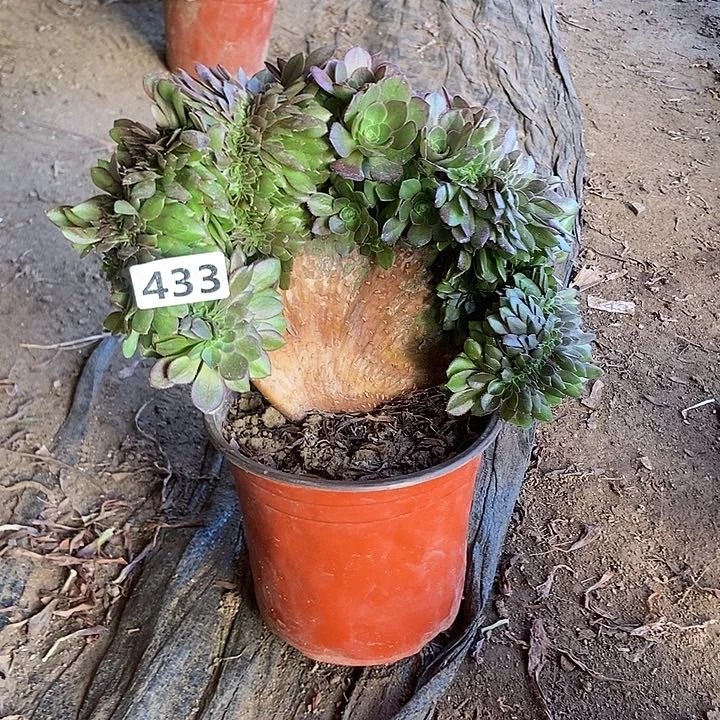433万缀老板子法师缀老