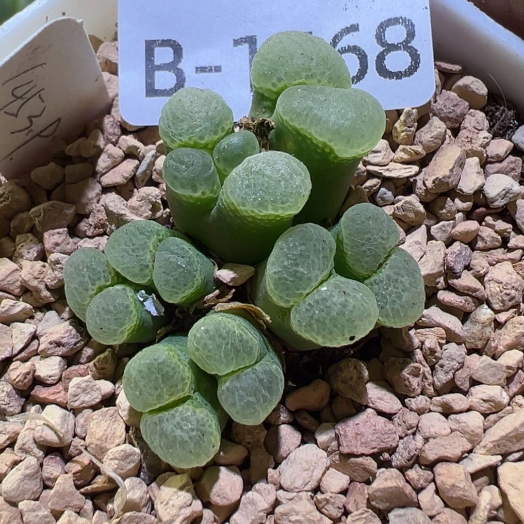 多肉植物111111111111