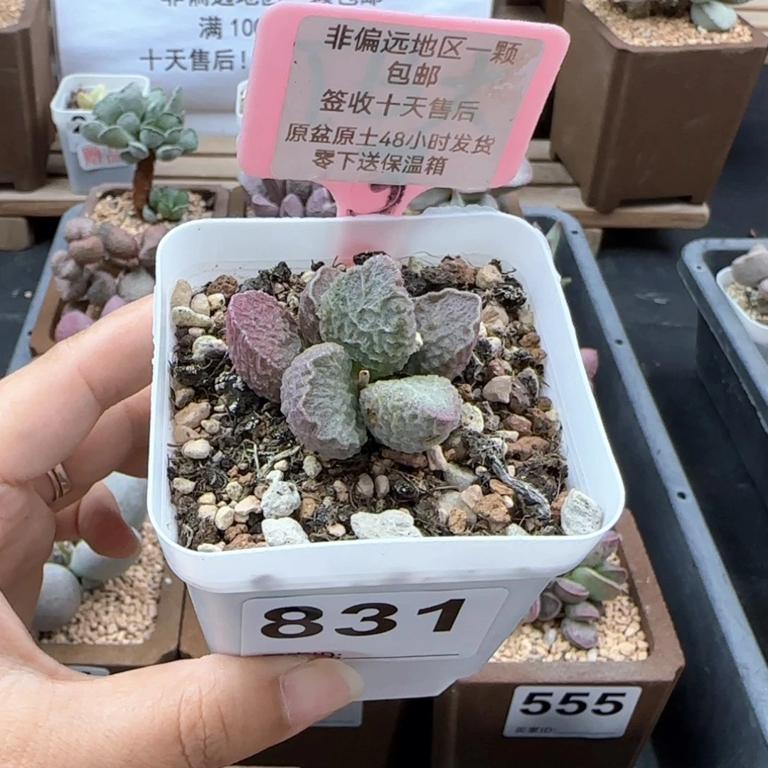 831大鱼海棠微瑕多肉植物