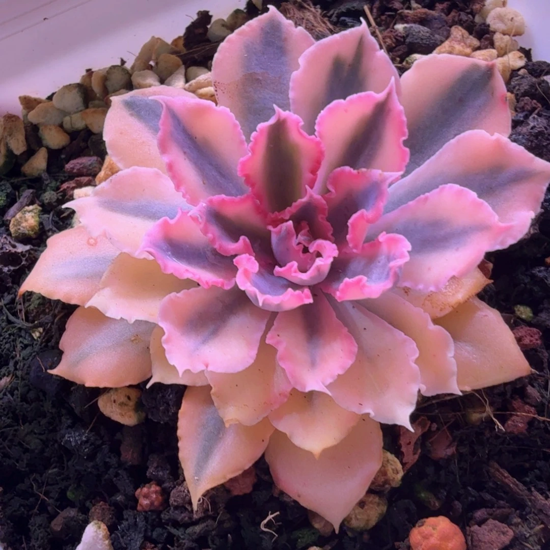 晚霞之舞锦 多肉植物