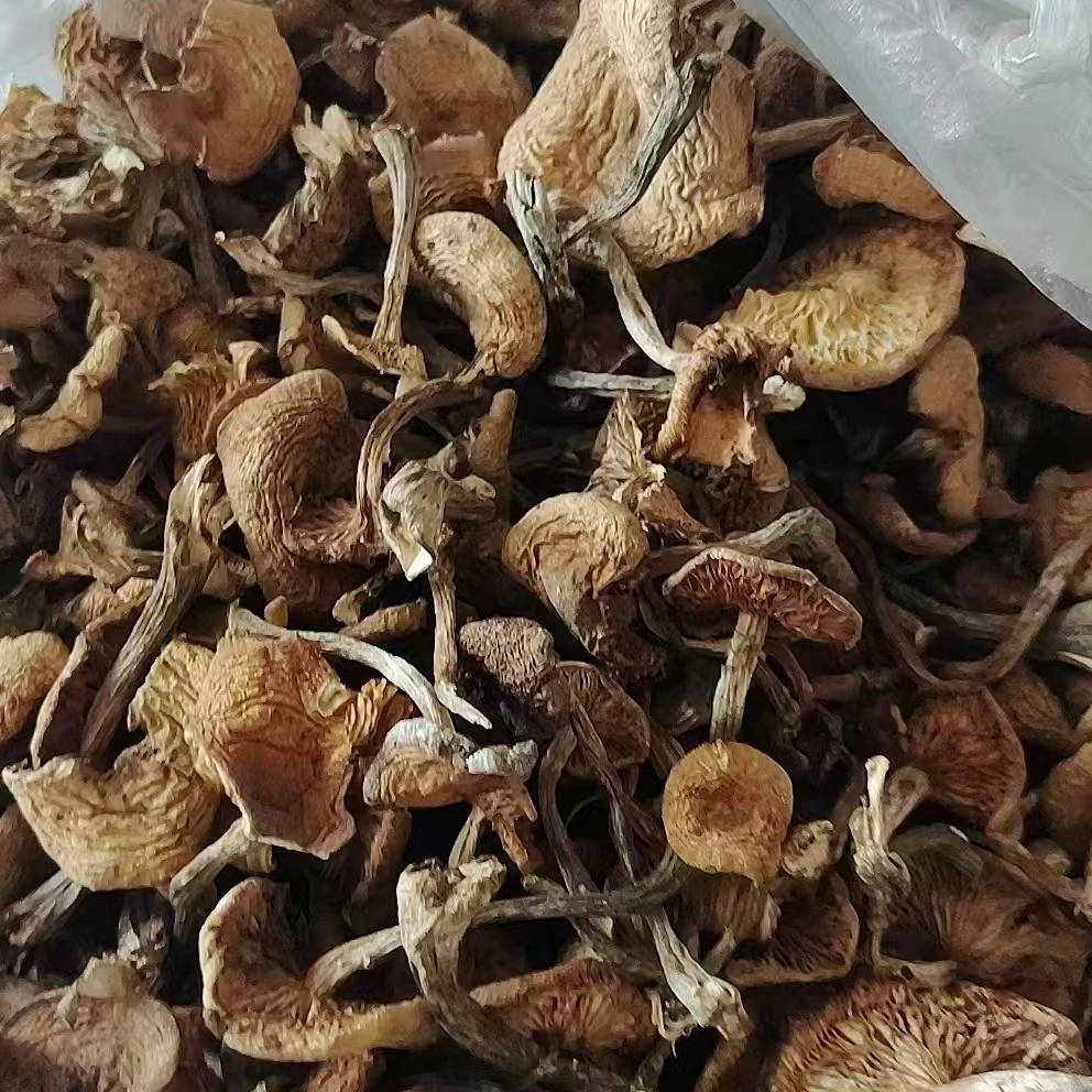 纯东北大山野生榛蘑